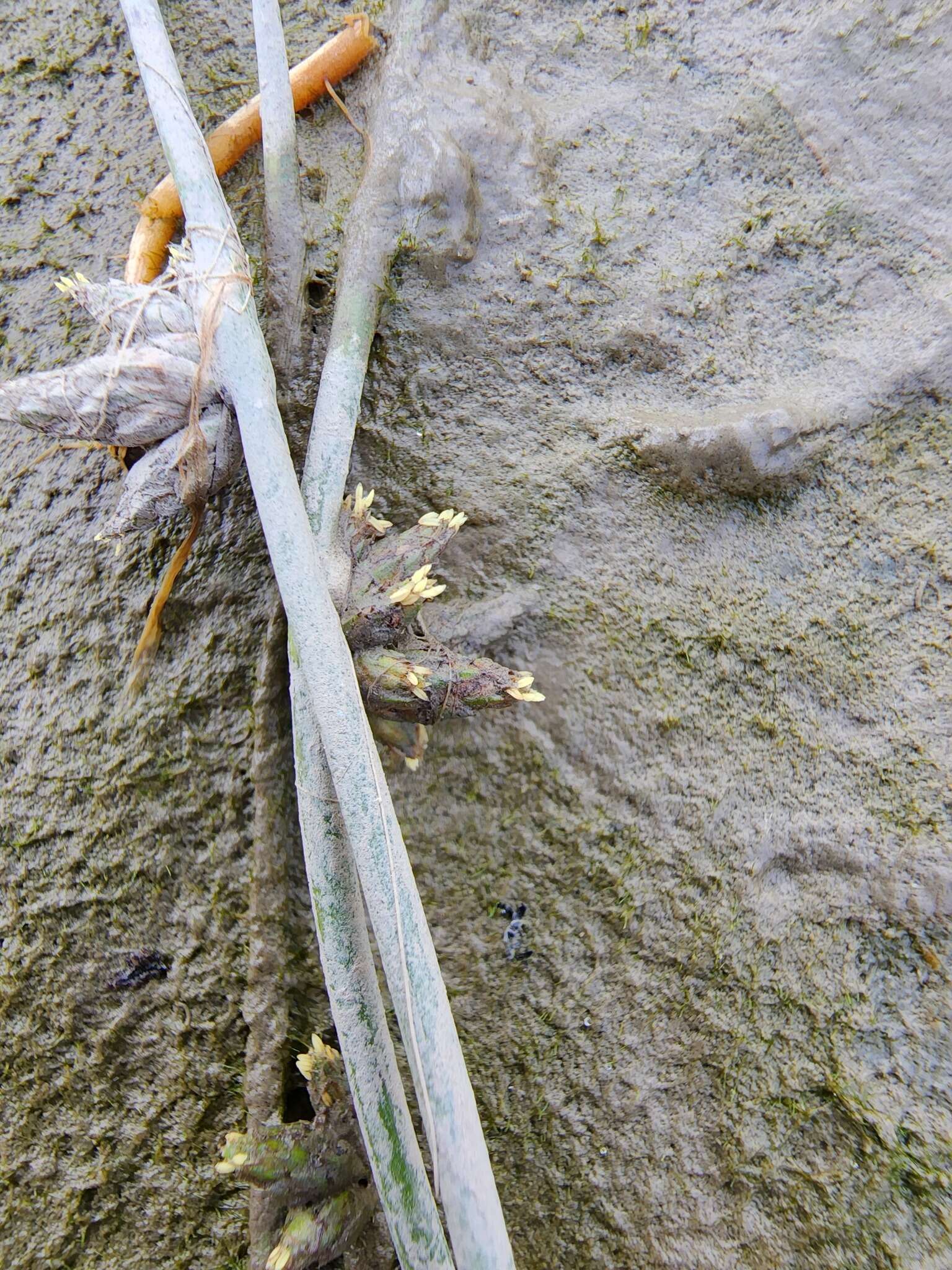 Image of Schoenoplectiella smithii var. smithii