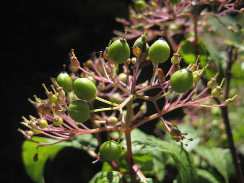 Image of blackfruit dogwood