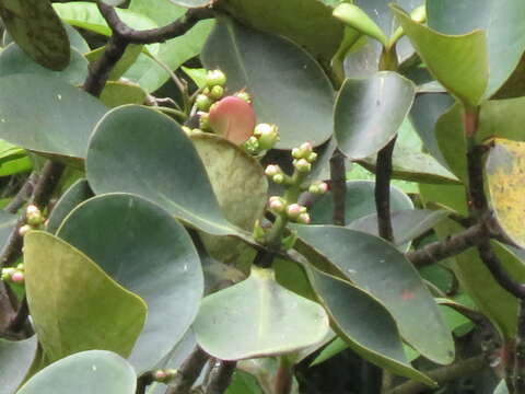 Image of Clusia sphaerocarpa Planch. & Triana