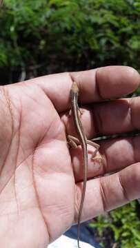 Image of Monte Cristi Anole