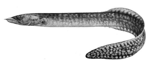 Image of Mastacembelus moorii Boulenger 1898