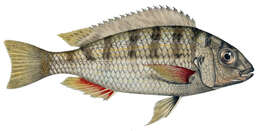 Image of Limnotilapia