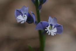 Image of Chalk milkwort