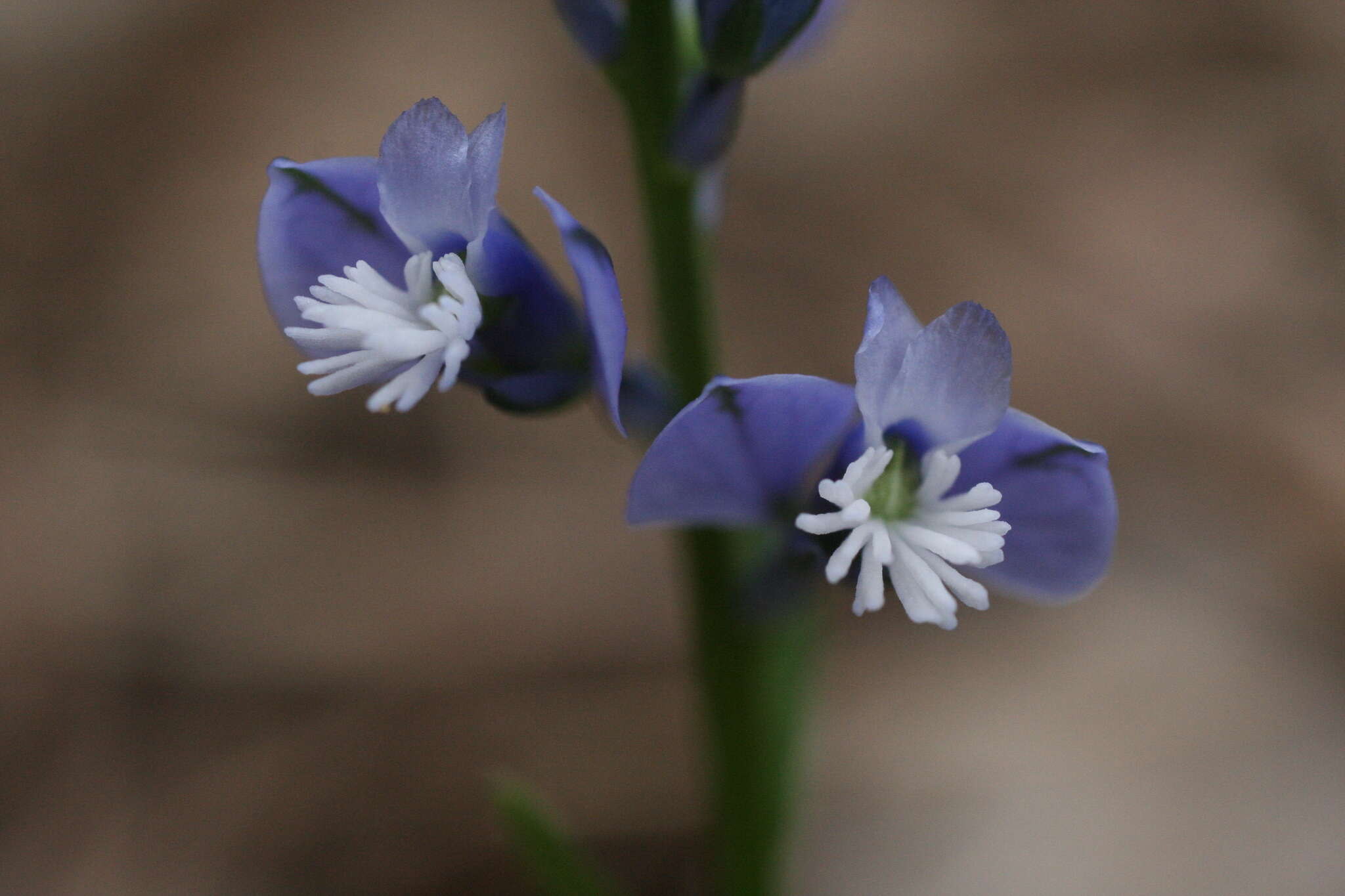 Image of Chalk milkwort