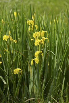 Image of yellow flag, yellow iris