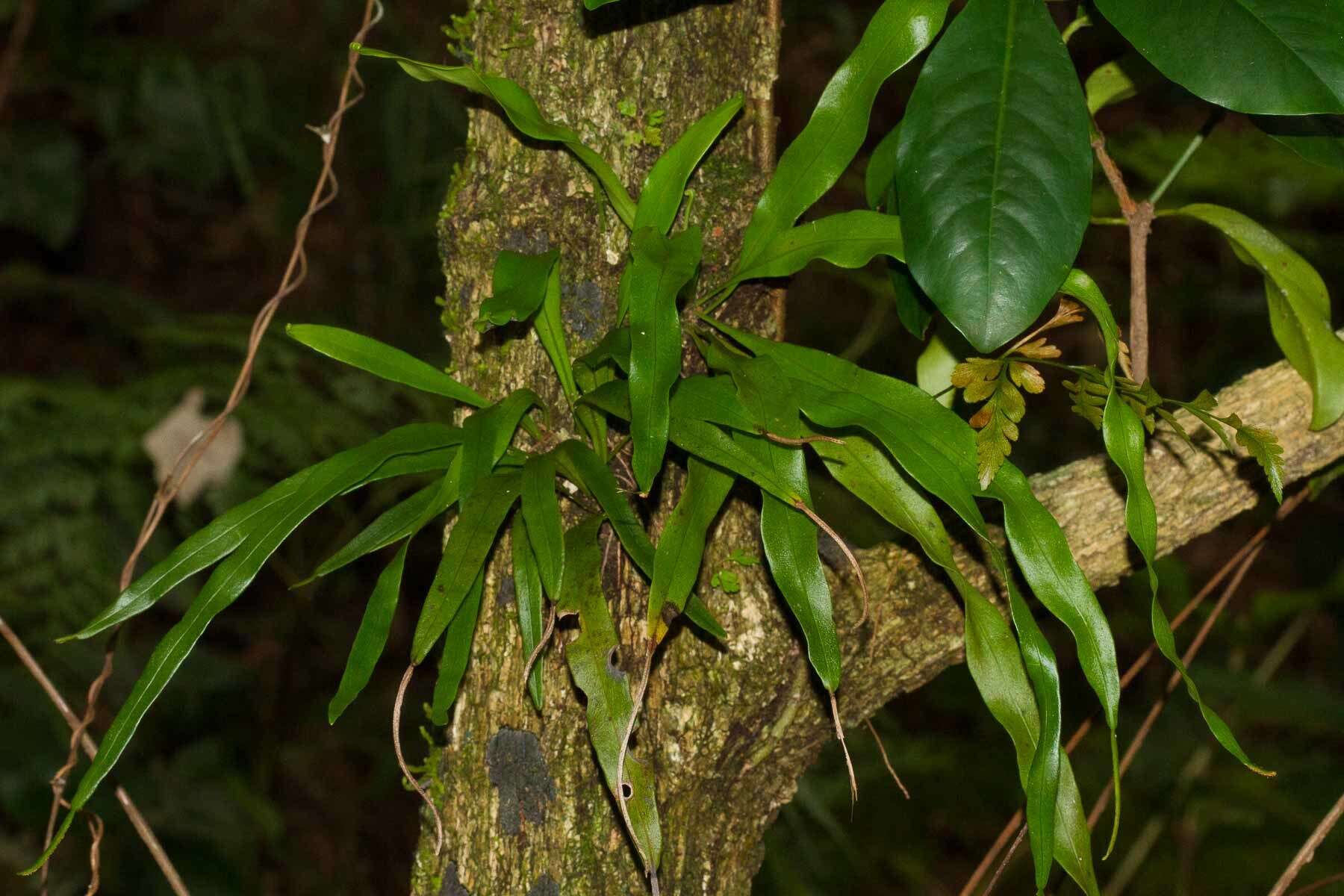 Image of narrowtip lepisorus