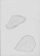 Image of placozoans