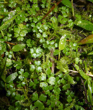 Image of Australian hydrocotyle