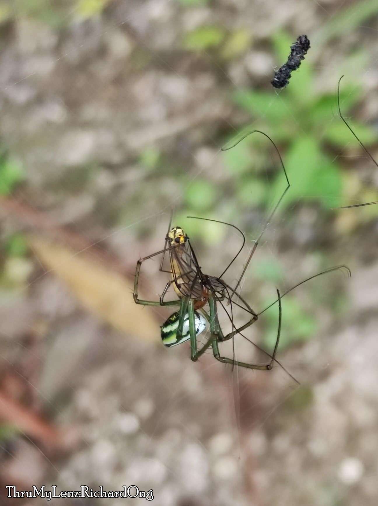 Image of Leucauge celebesiana (Walckenaer 1841)