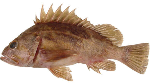 Image of Brown rockfish