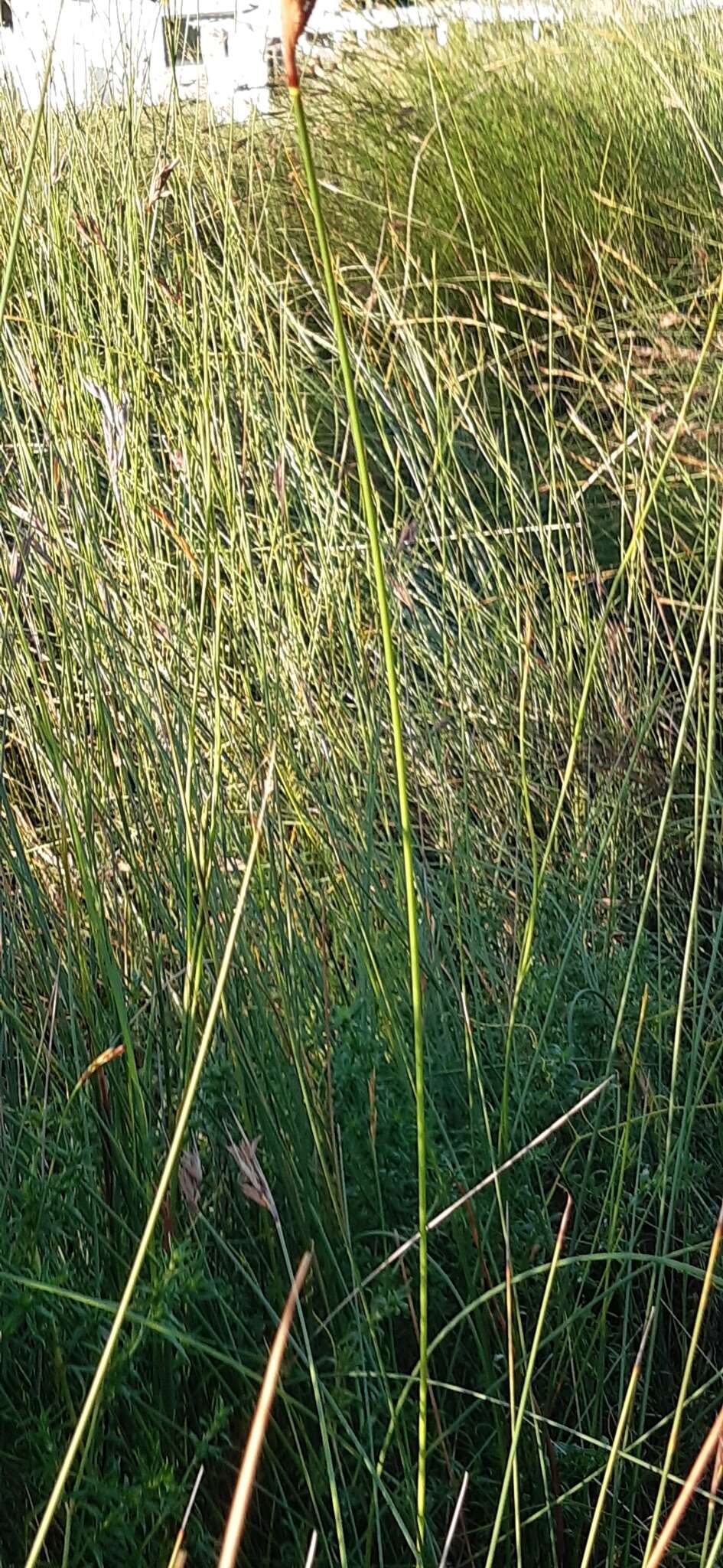 Image of Neesenbeckia punctoria (Vahl) Levyns