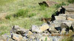 Image of Himalayan Marmot