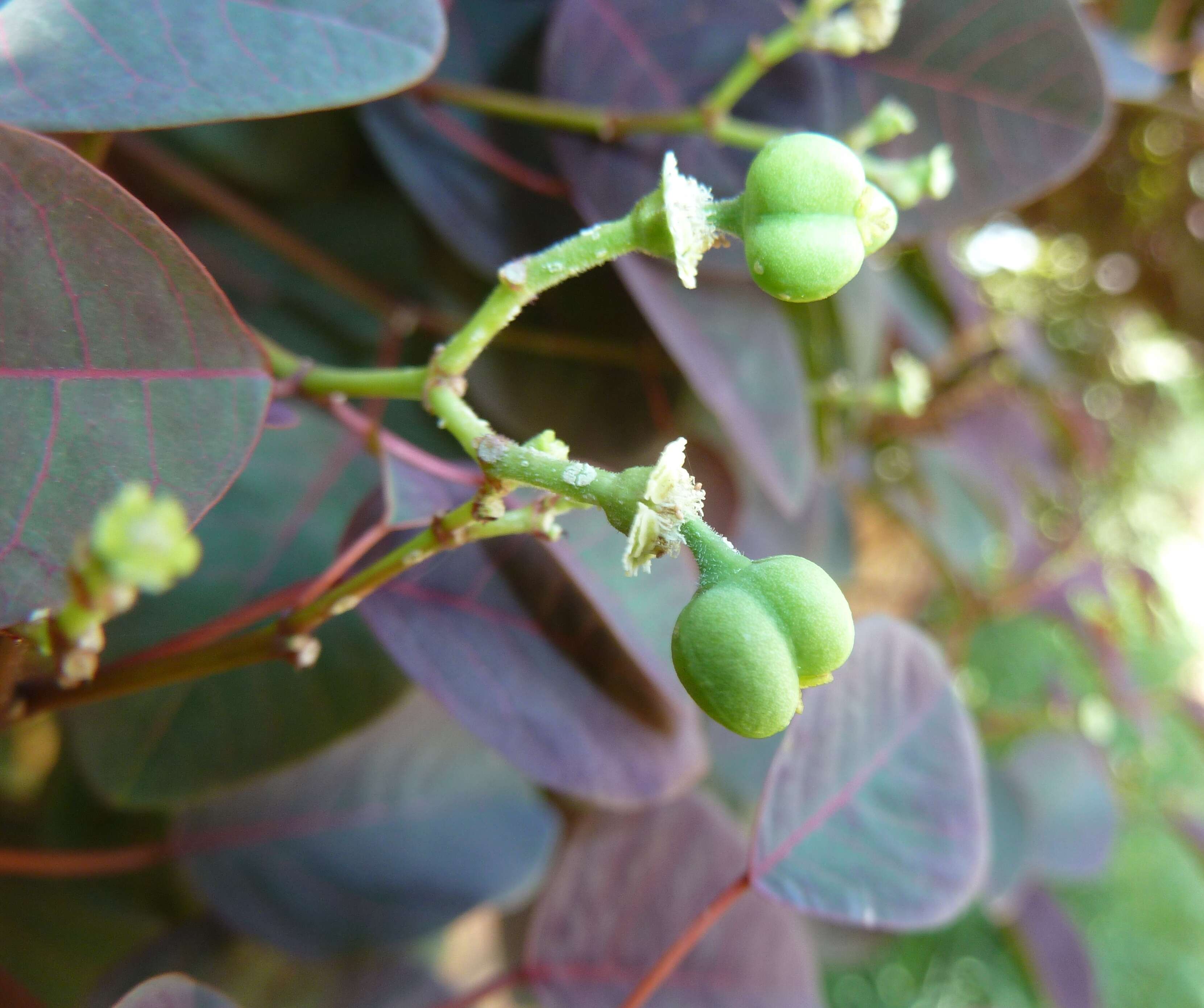 Image of Mexican shrubby spurge