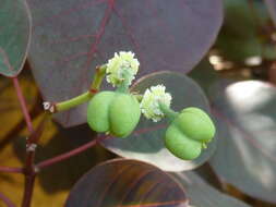 Image of Mexican shrubby spurge