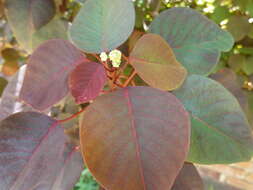 Image of Mexican shrubby spurge