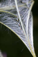 Image of Broad-leaved Willowherb