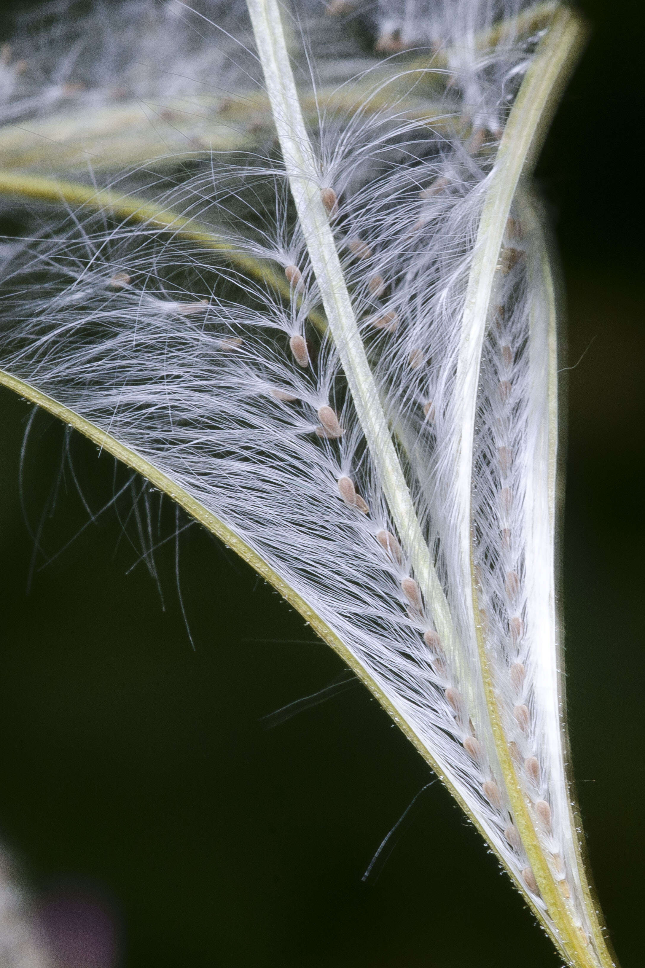 Epilobium montanum L. resmi