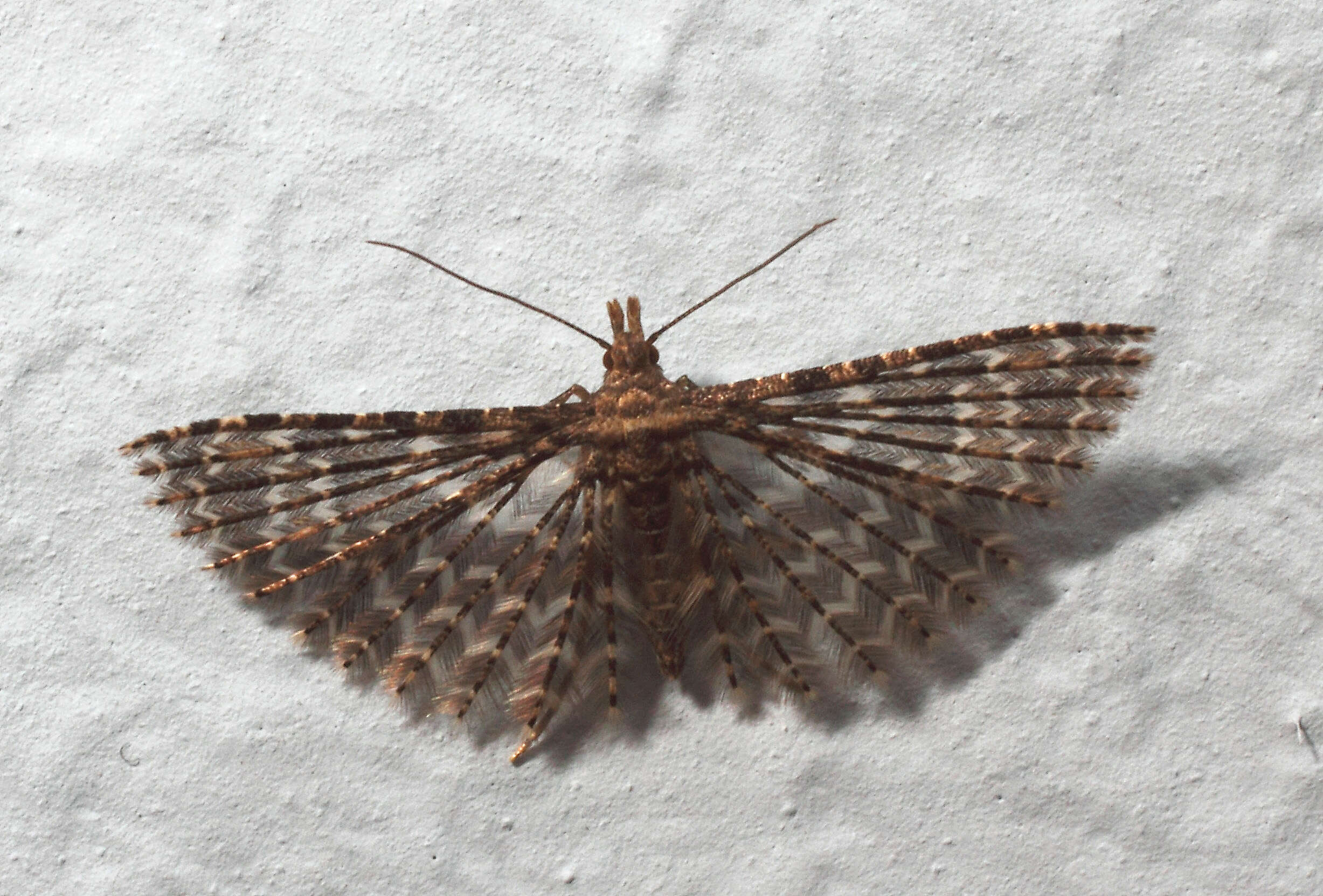 Image of Many-plume Moths