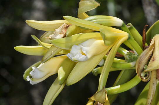 Image of Chamisso's Vanilla