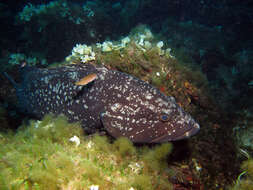 Image of Dusky Grouper