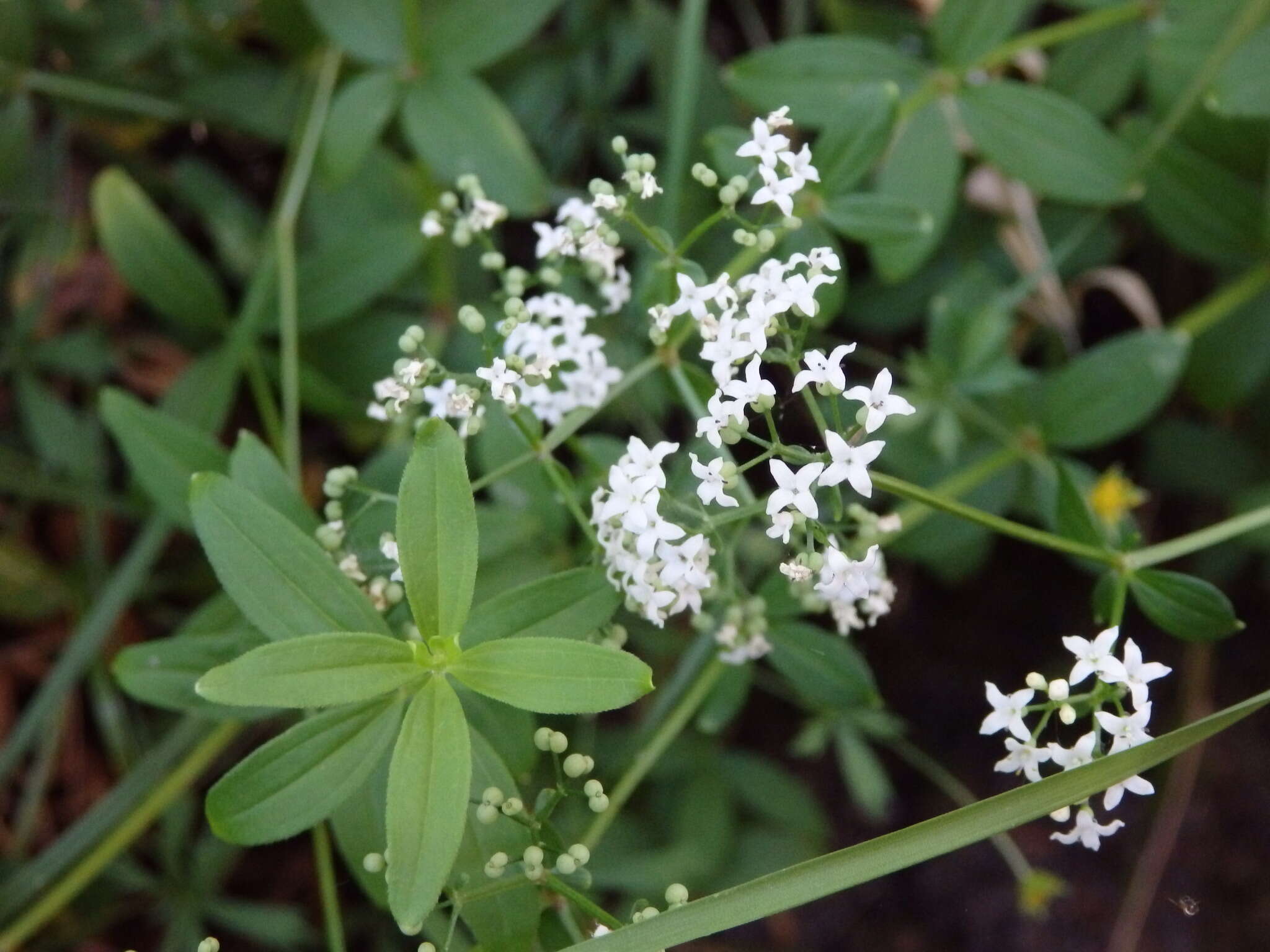 Image of Galium broterianum Boiss. & Reut.