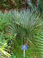 Image of dwarf palmetto