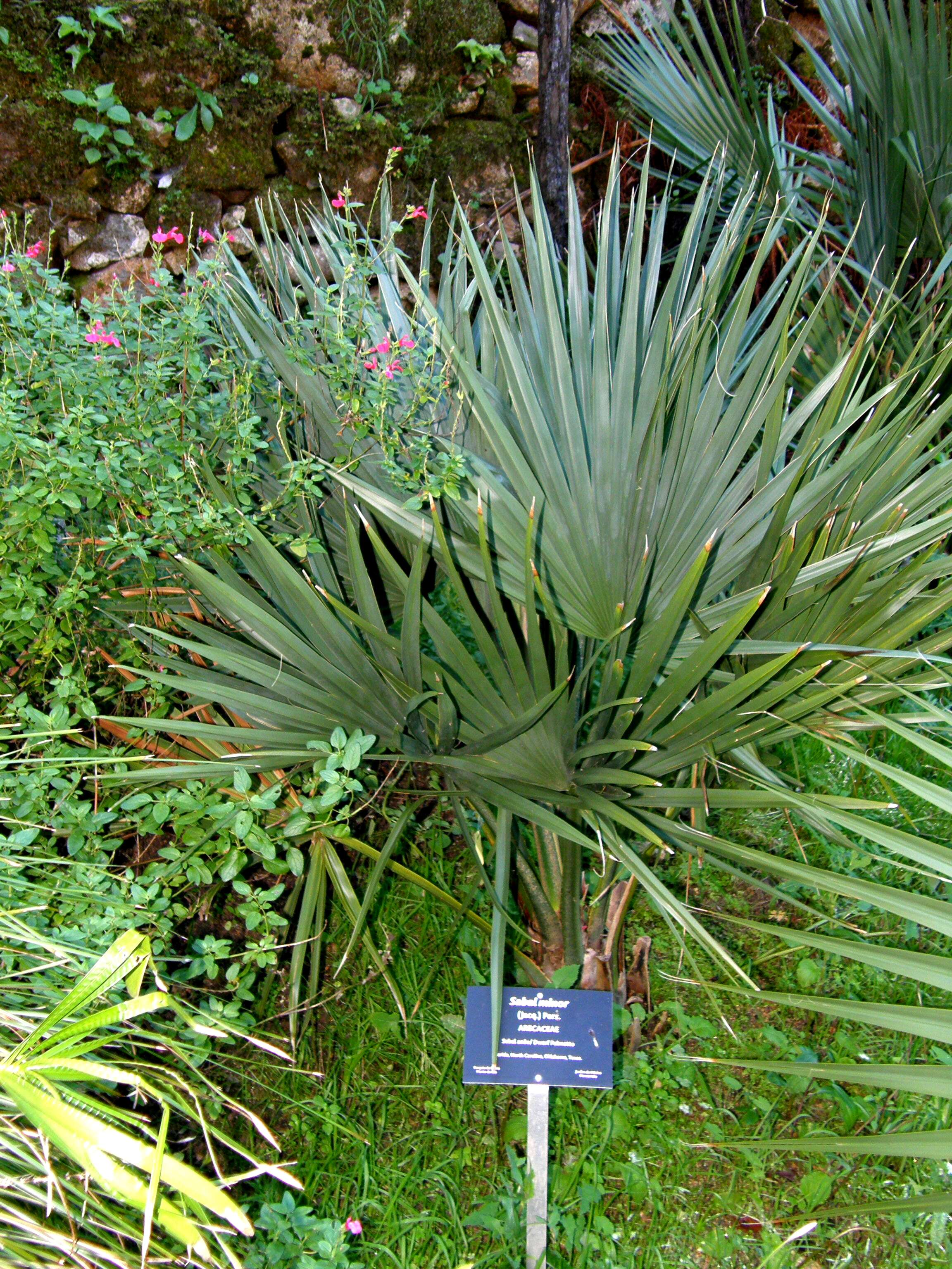 Image of dwarf palmetto