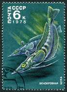 Image of Mackerel icefish