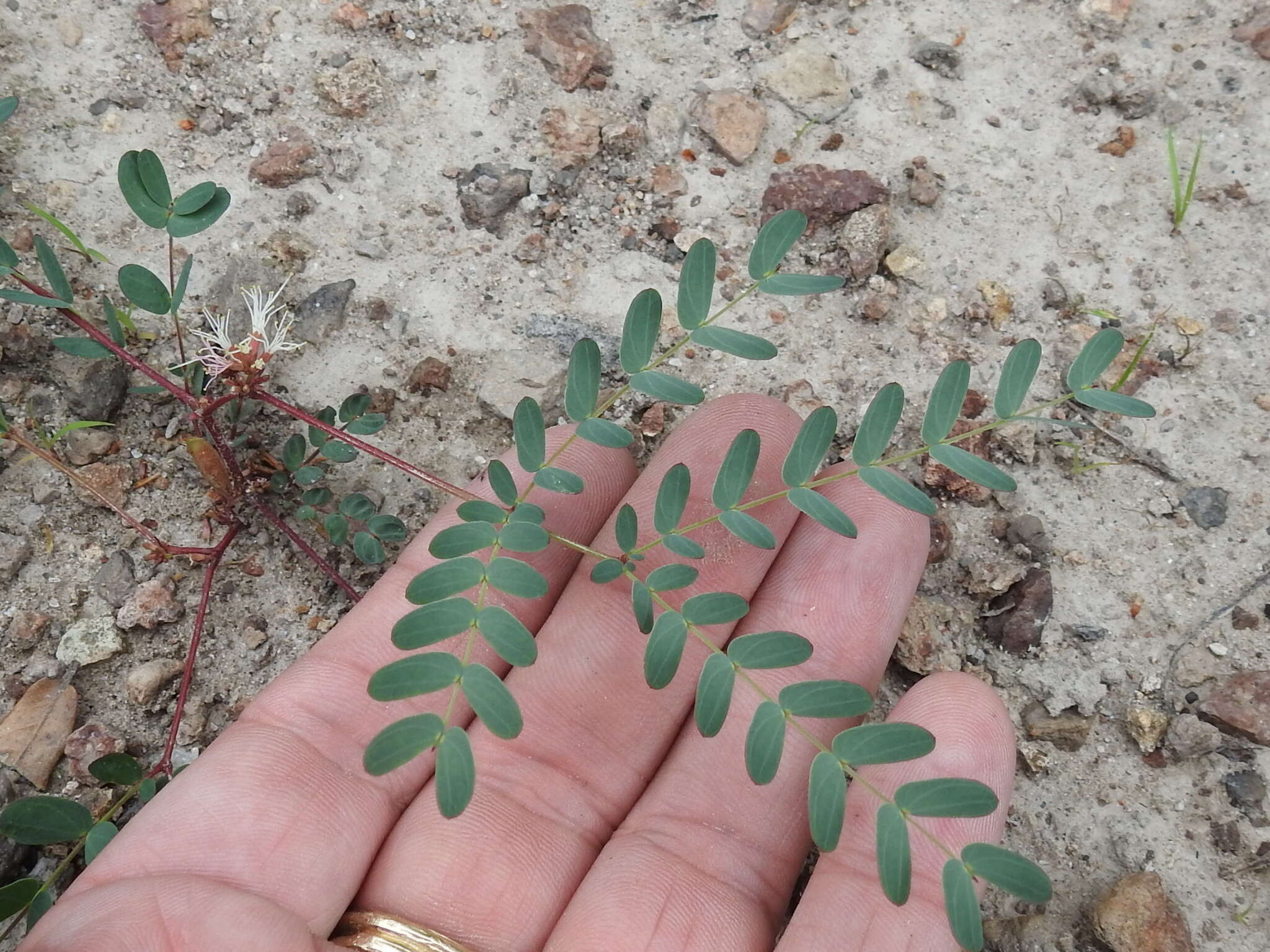 Image of dwarf stickpea