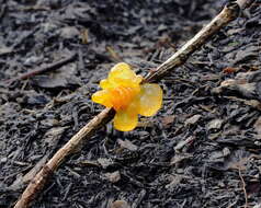 Image of Witches butter