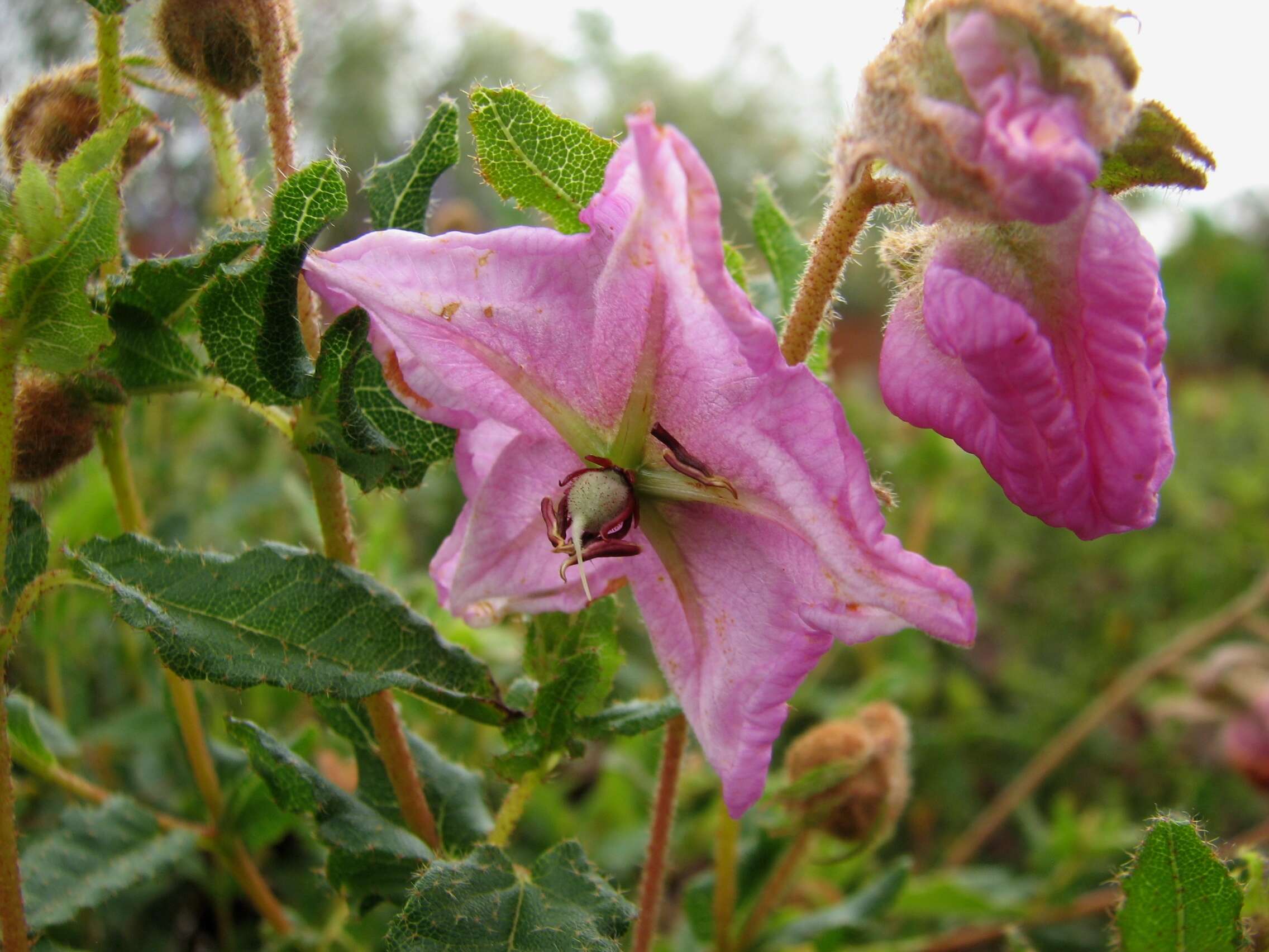 Sivun Thomasia grandiflora Lindl. kuva