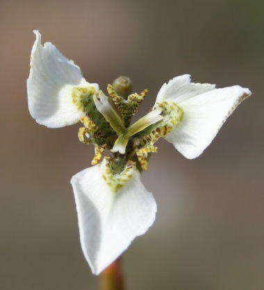 Moraea tricuspidata (L. fil.) G. J. Lewis resmi