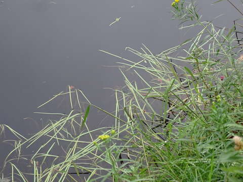 Image of floating bur-reed