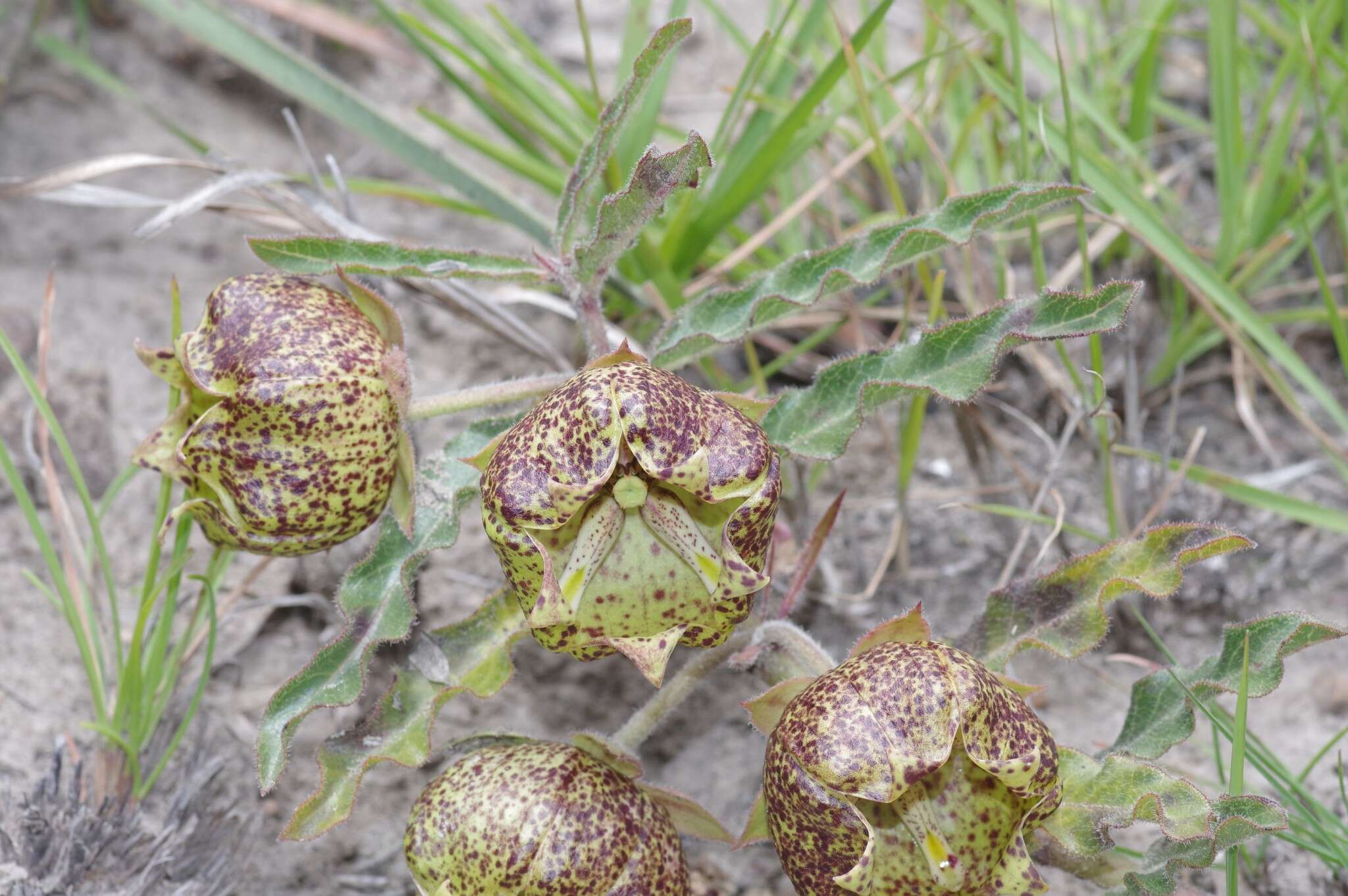 Sivun Pachycarpus grandiflorus (L. fil.) E. Mey. kuva