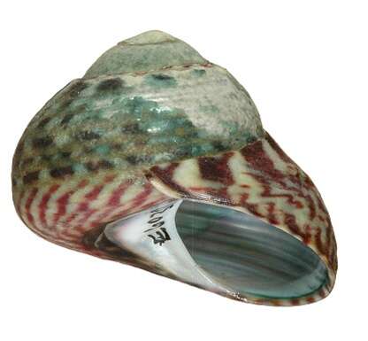 Image of Variegated Topshell