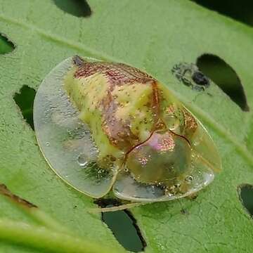 Sivun Coptocycla (Psalidonota) contemta (Boheman 1855) kuva