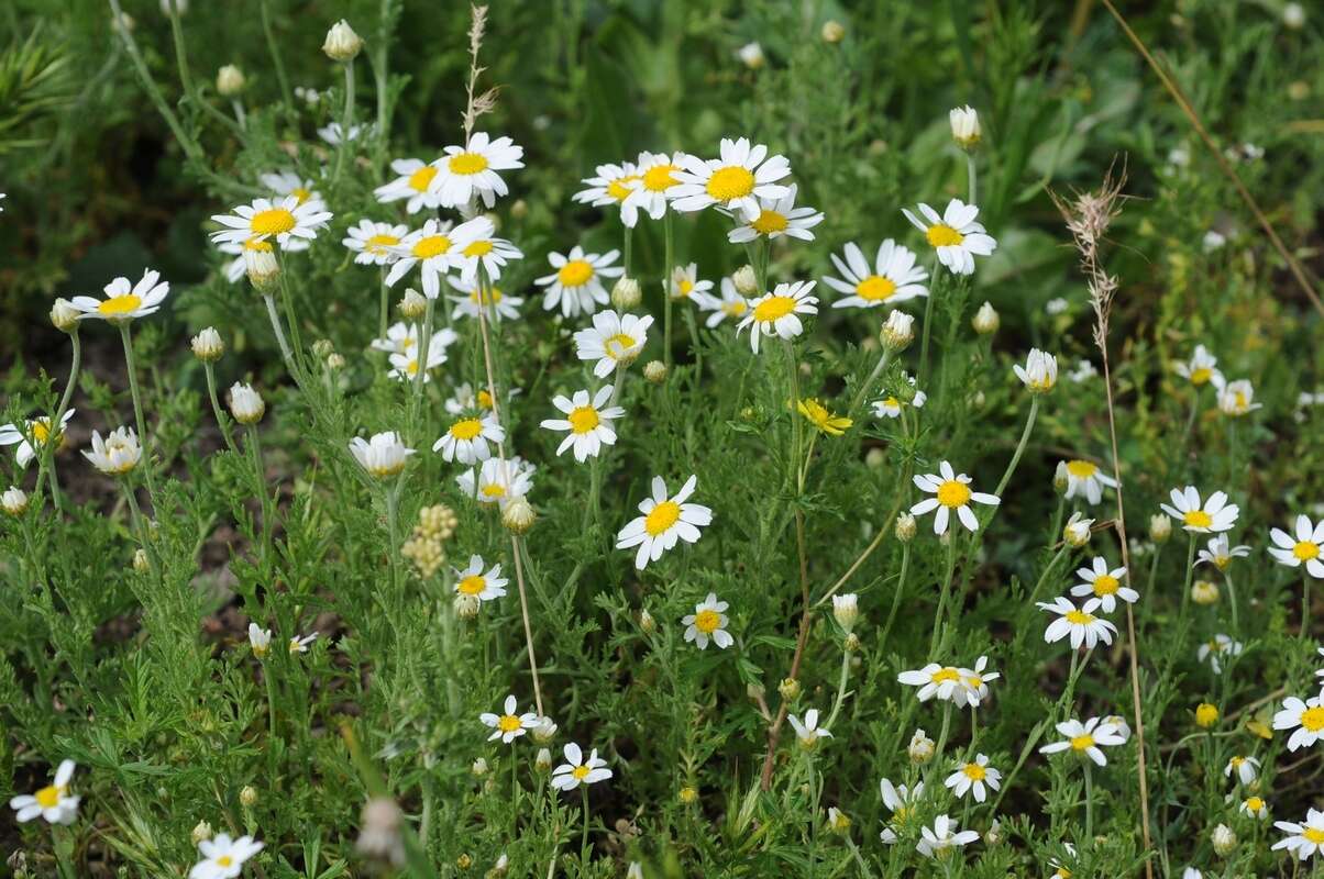 Anthemis ruthenica M. Bieb.的圖片