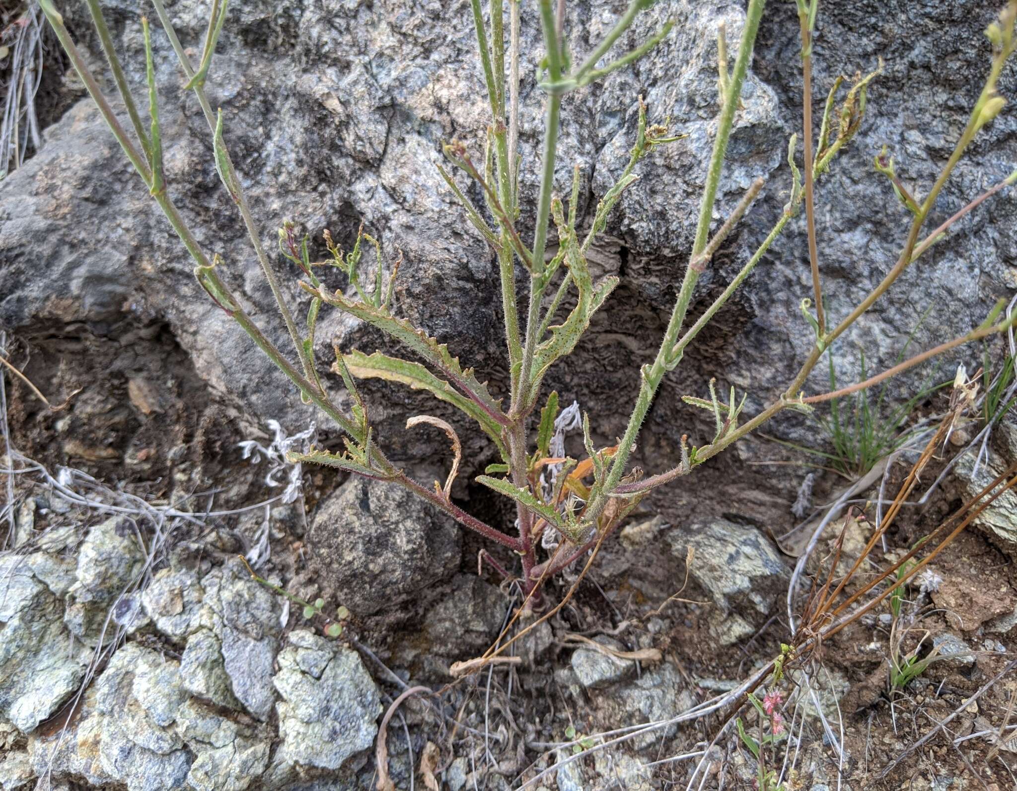 Image of Streptanthus glandulosus subsp. sonomensis (Kruckeberg) M. Mayer & D. W. Taylor