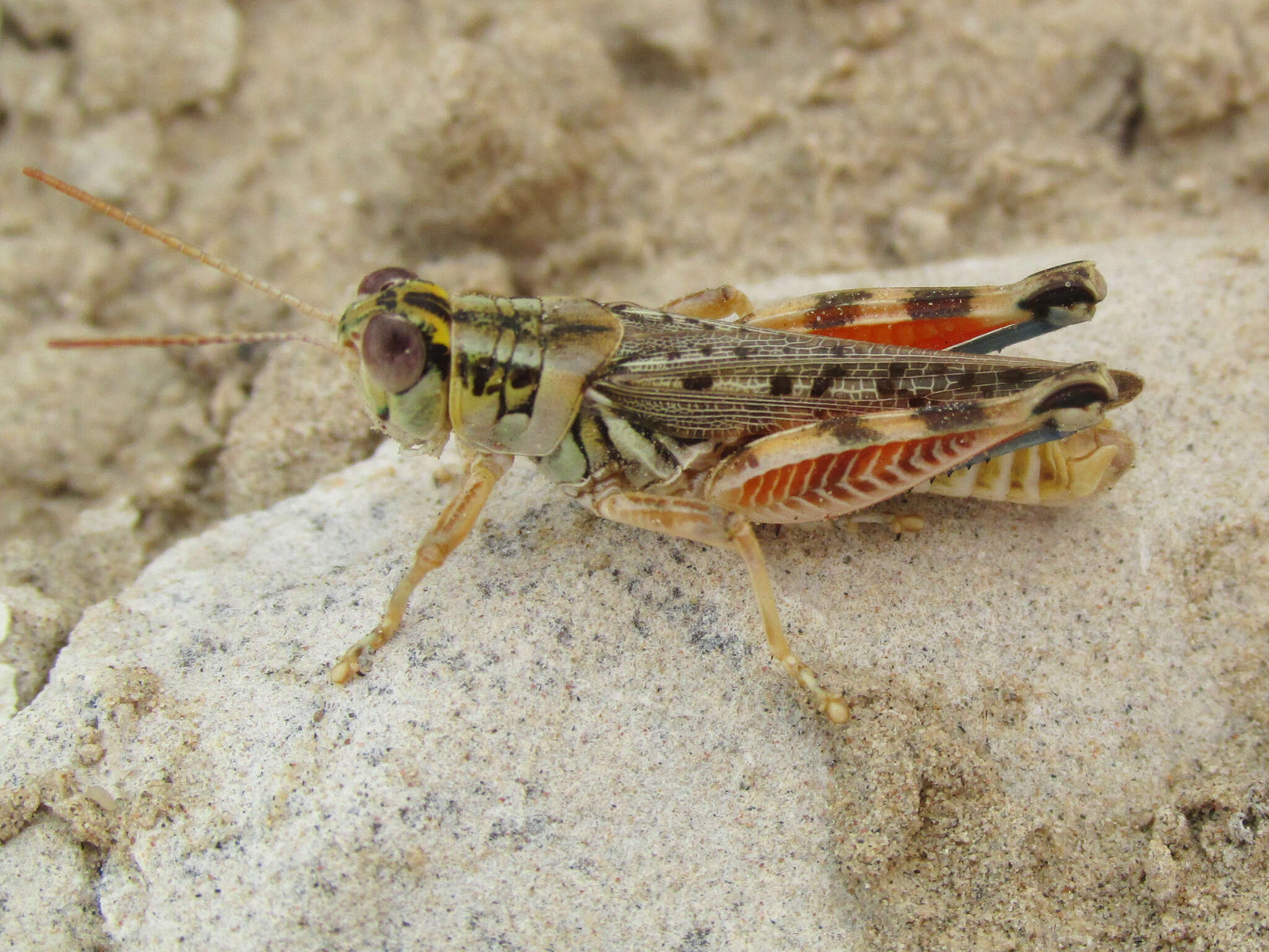 Image of Melanoplus occidentalis (Thomas & C. 1872)