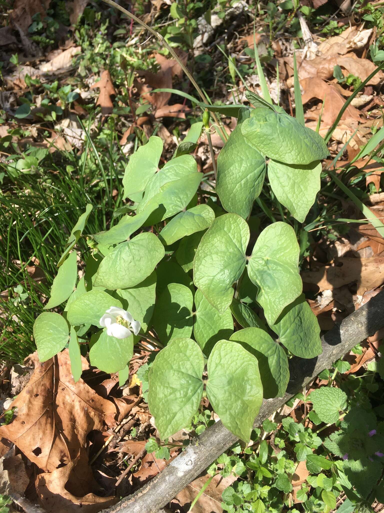 Image of jeffersonia