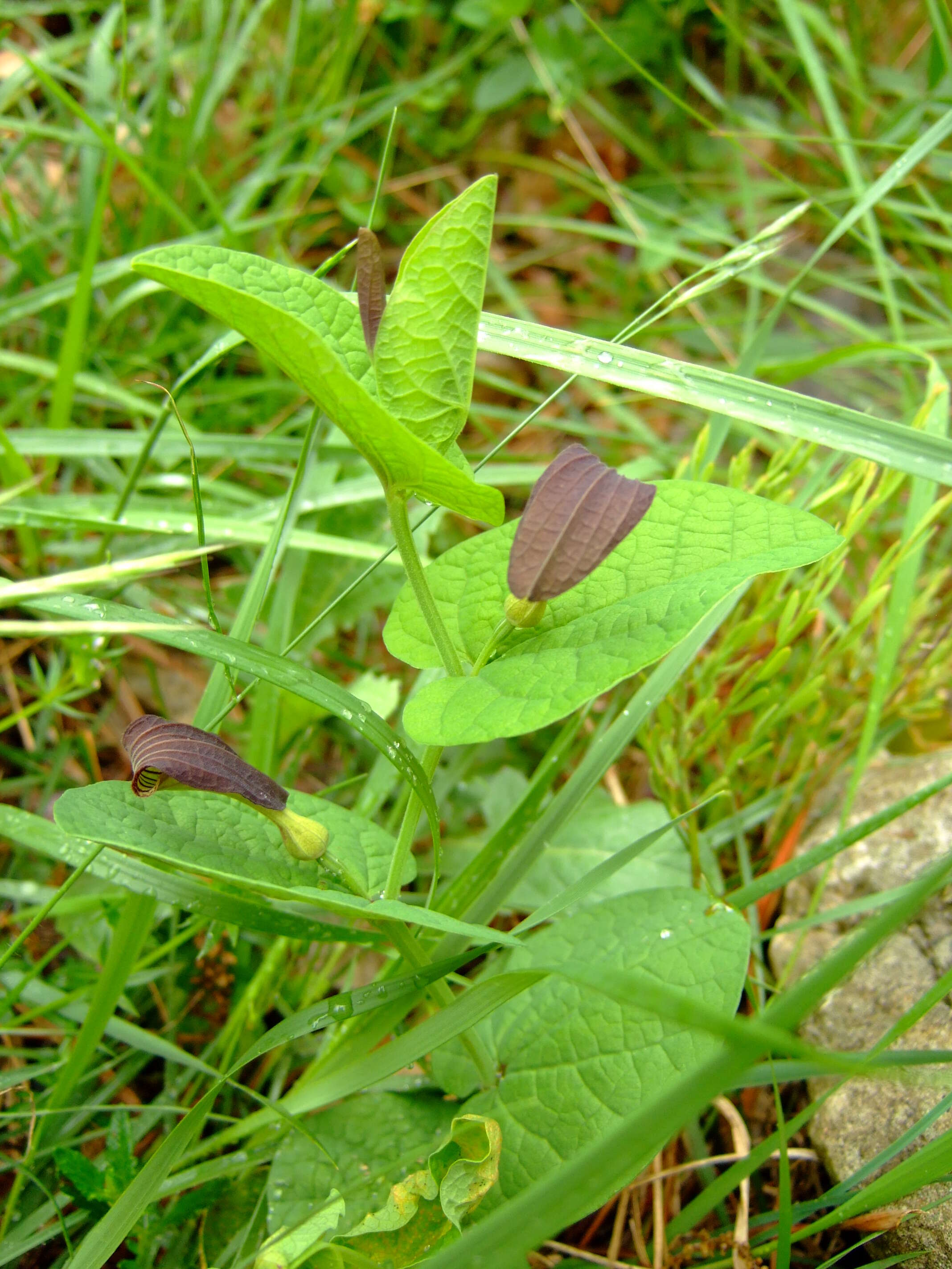 Image of Smearwort