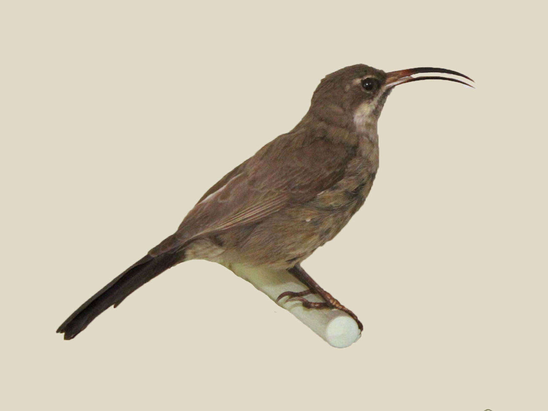 Image of Tacazze Sunbird