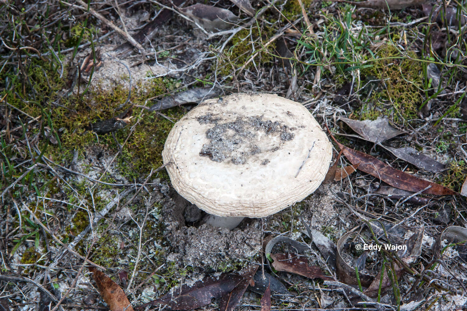 Image of Amanita ananiceps (Berk.) Sacc. 1887