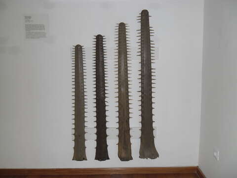 Image of Smalltooth Sawfish