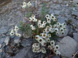 Plancia ëd Anaphalis morrisonicola Hayata