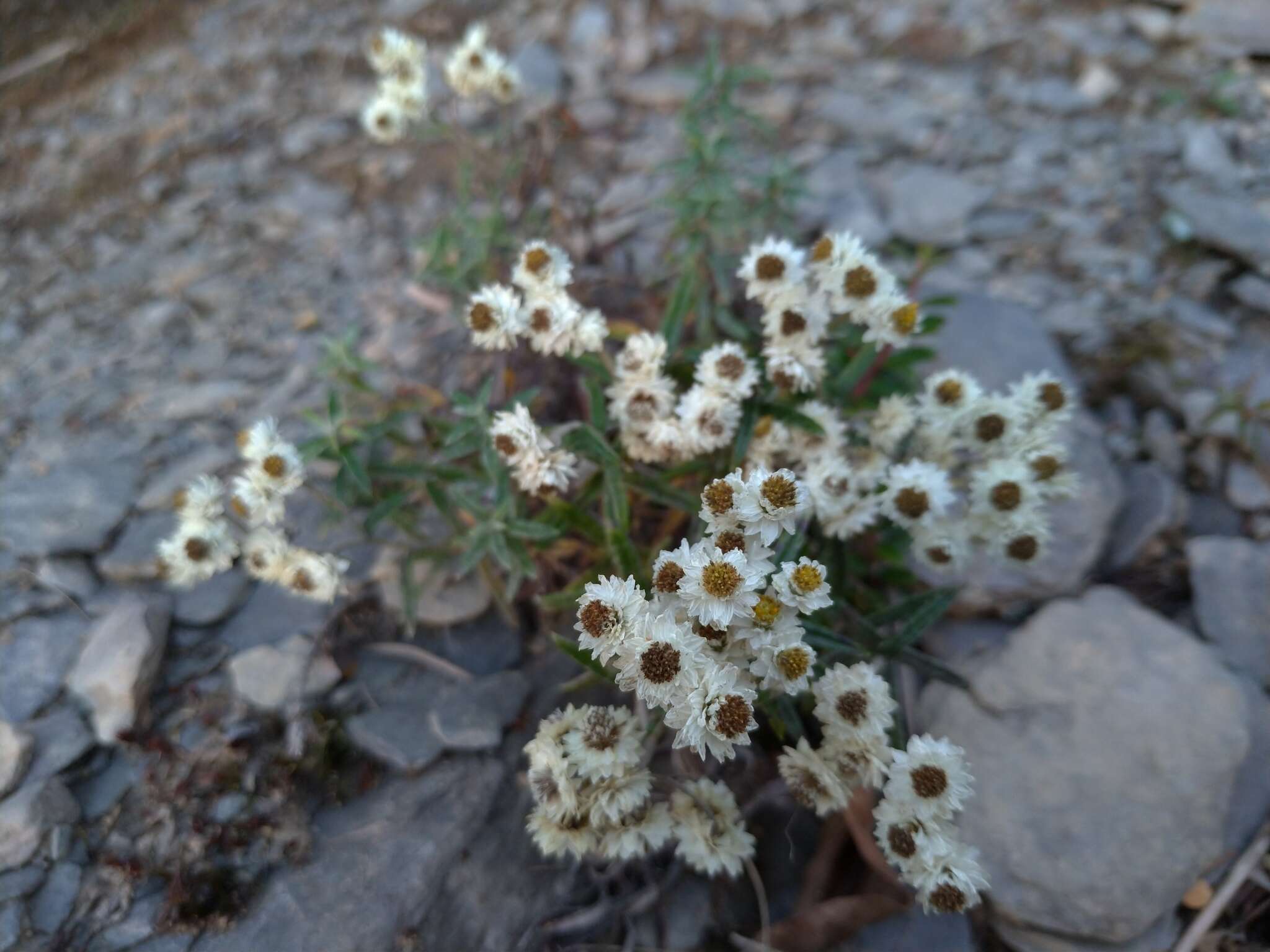 Image of Mount Yushan Pearly Everlasting