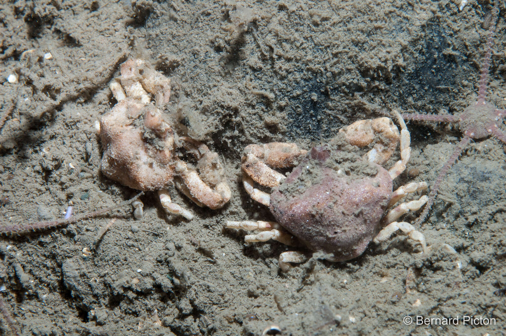 Image of Pennant's nut crab