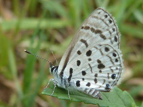 Image of Thorn-tree blue