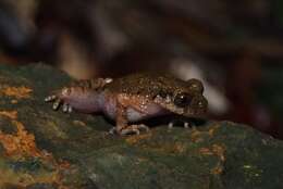 Image of Leptobrachella laui (Sung, Yang & Wang 2014)