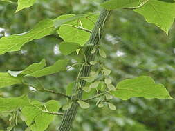 Image of Père David's maple